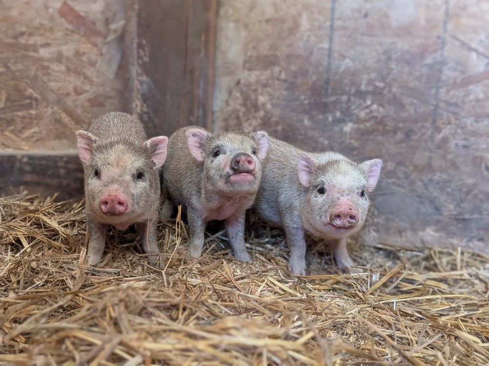 Micro Mini Pigs Juliana