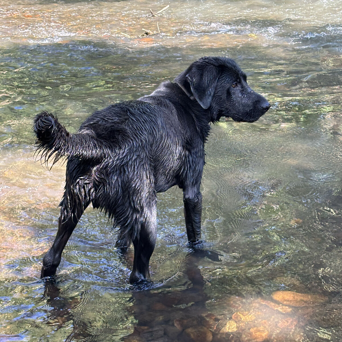 Black Lab NUKU Needs Home!