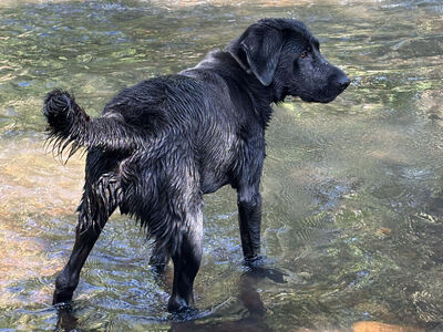 Black Lab NUKU Needs Home!