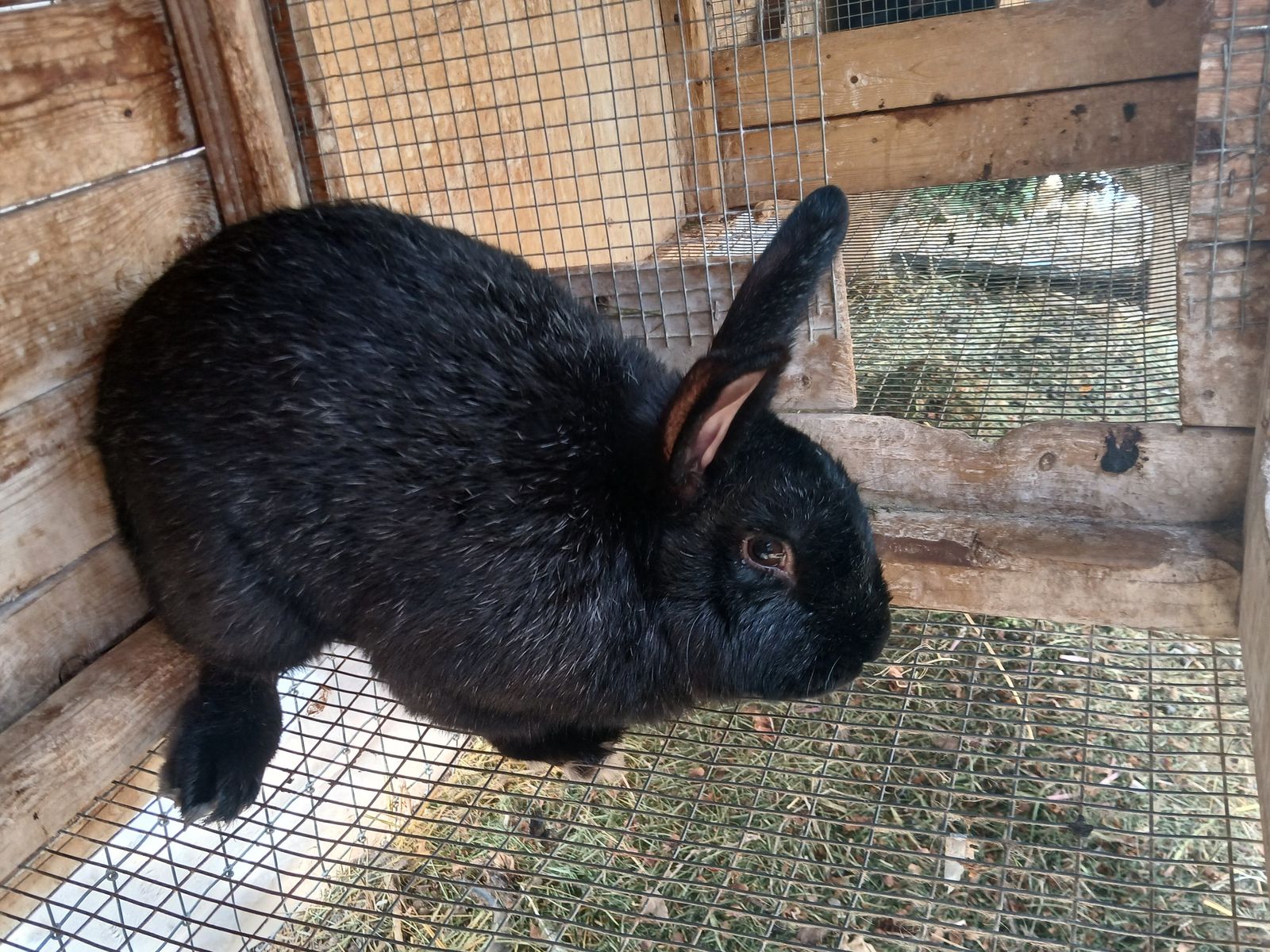 1 Rabbit adult male