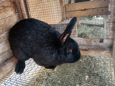 1 Rabbit adult male
