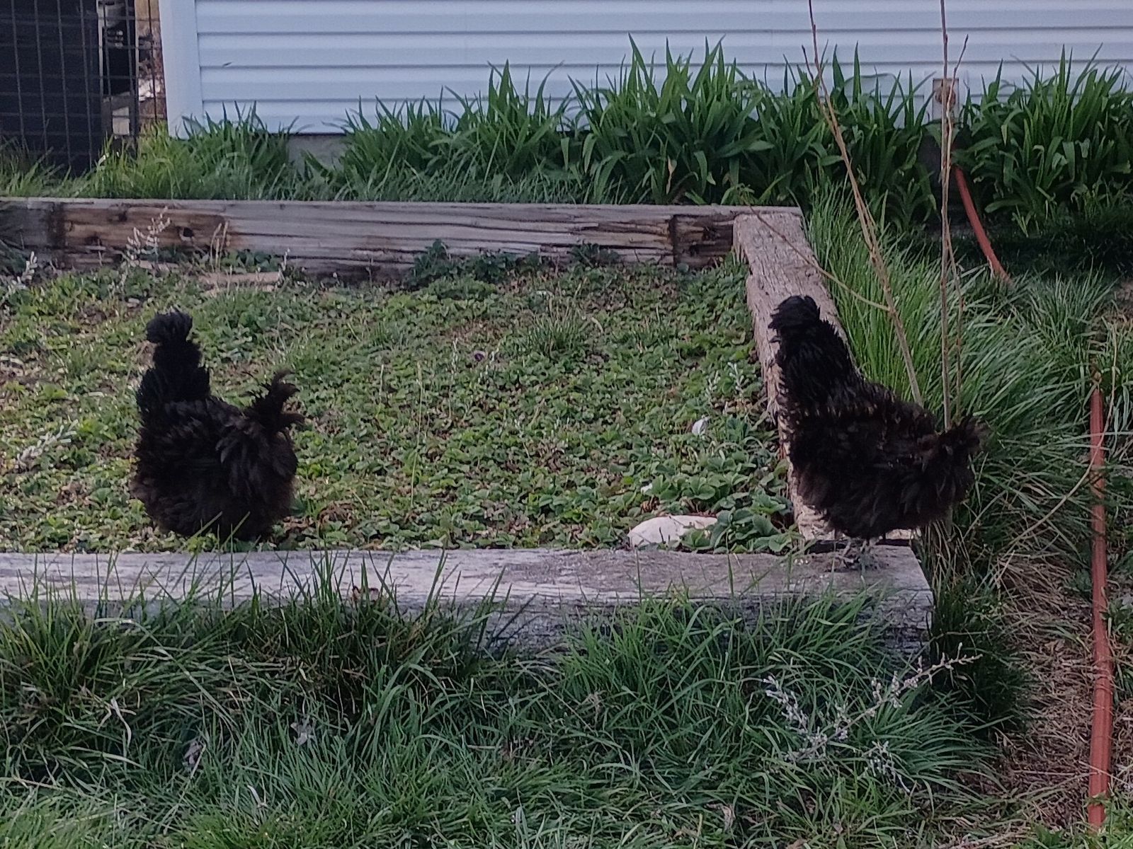 Frizzled Silkie/Polish Sisters