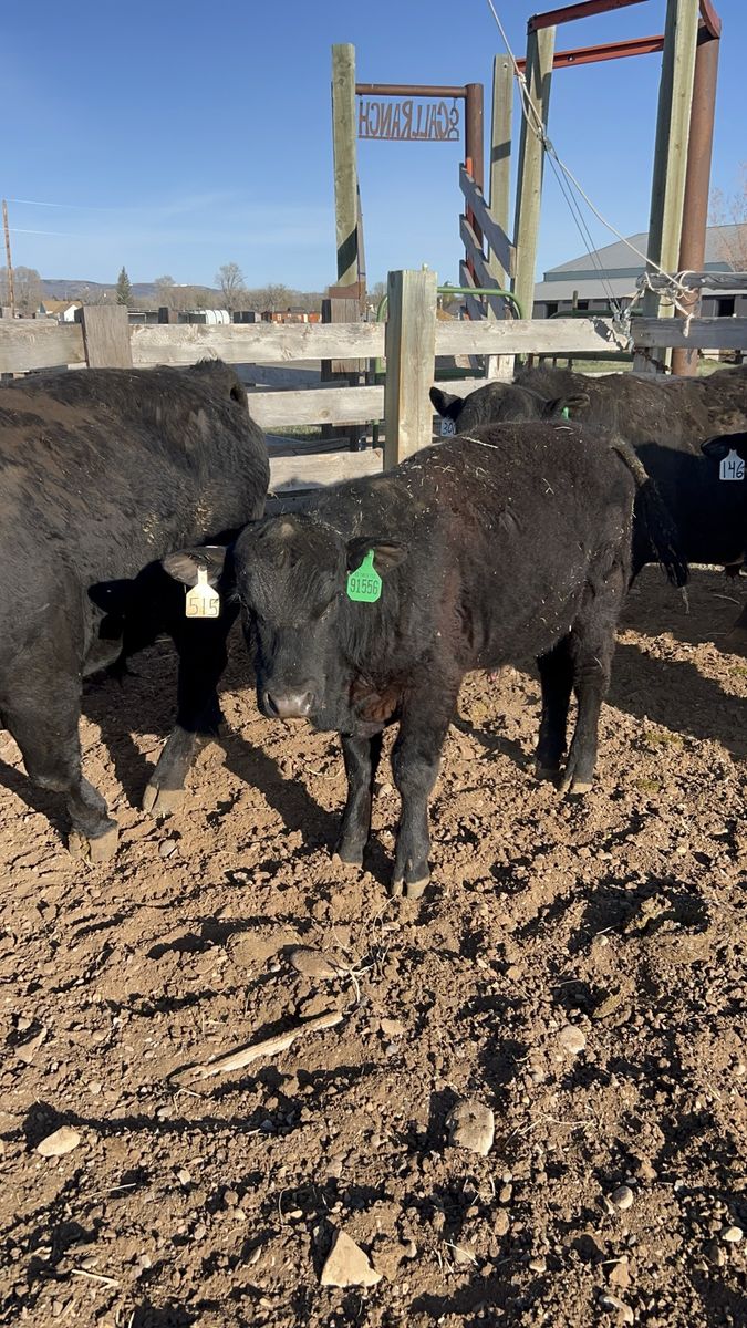 I have 2 Yearling Bulls that are ready to go on