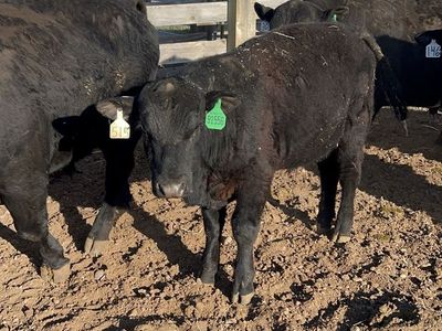 I have 2 Yearling Bulls that are ready to go on