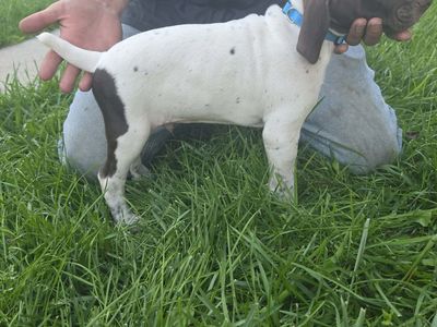 AKC German Shorthair Pointer Puppies