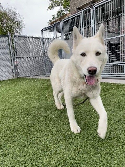 Lane is Available for Adoption!