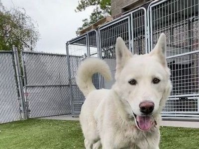 Lane is Available for Adoption!