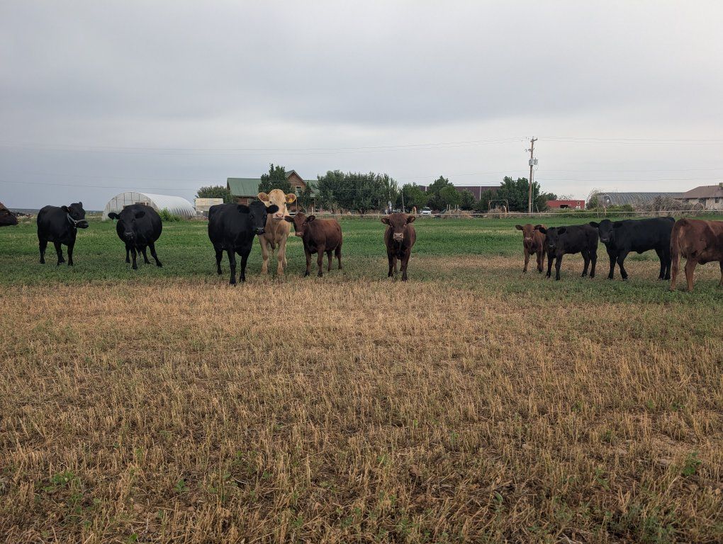 Dexter cow calf pair exposed to bull.
