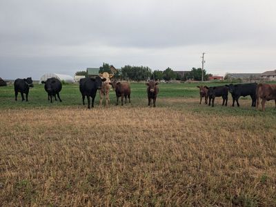 Dexter cow calf pair exposed to bull.