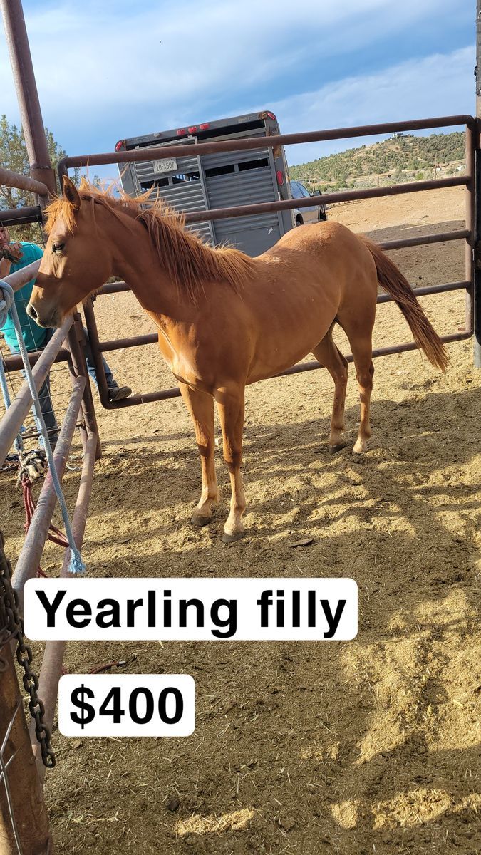 Yearling filly