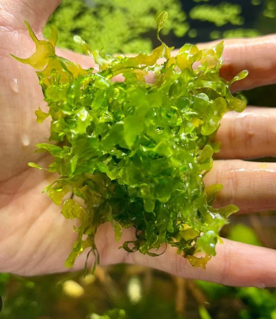 freshwater seaweed(Süsswassertang)