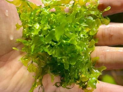 freshwater seaweed(Süsswassertang)