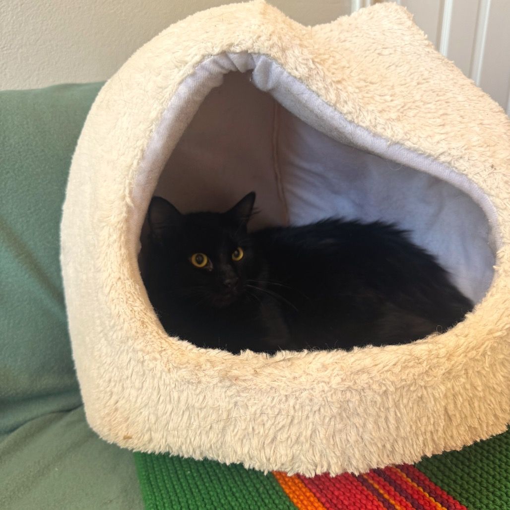 Hello my name is Alfred