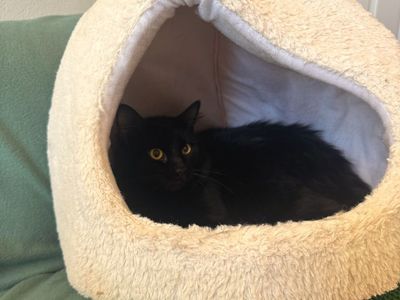 Hello my name is Alfred