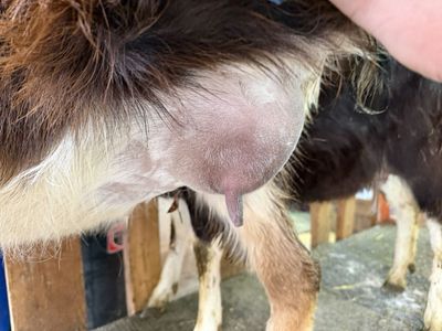 Adga Registred pureBred Lamancha Milkers