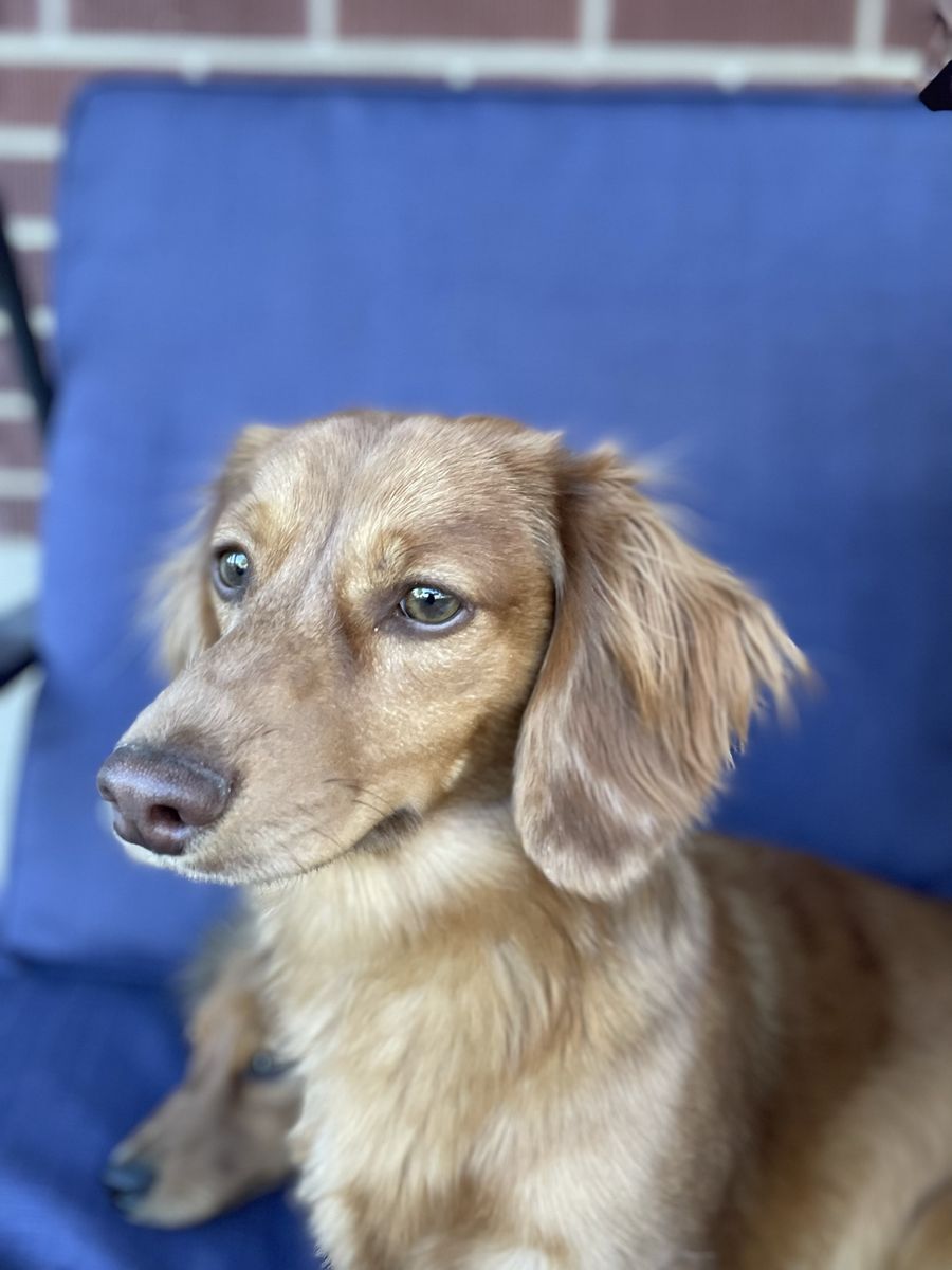 AKC Mini Dachshund **STUD**