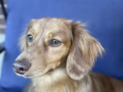 AKC Mini Dachshund **STUD**