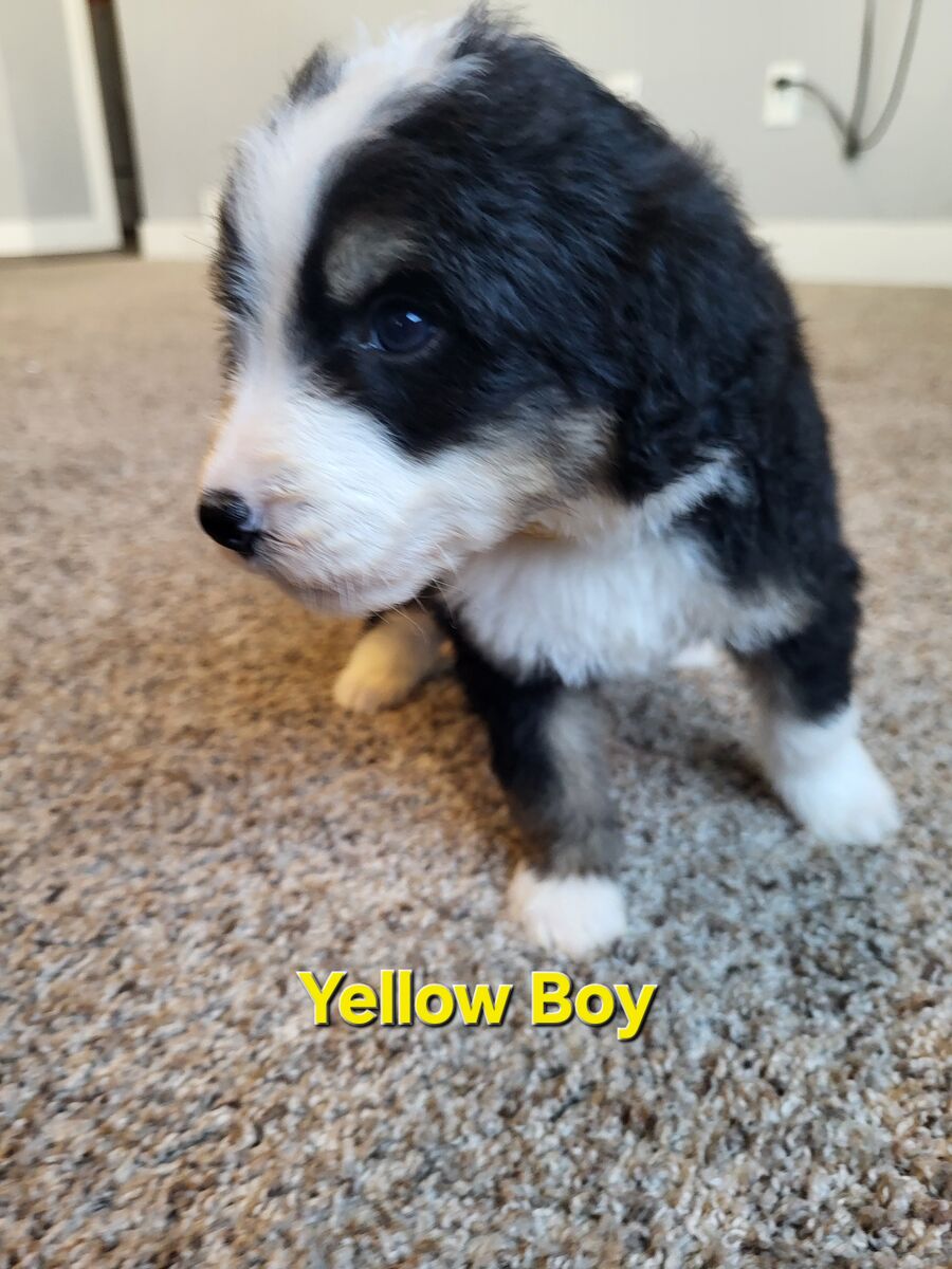 Bernedoodle F1 Standard Puppies! Beautiful colorings - Both Tri and Chocolate.  Curly Hair Really Coming In!