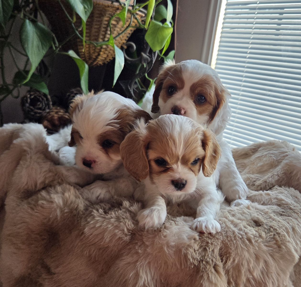 Cavapoo puppies