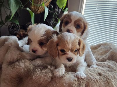 Cavapoo puppies