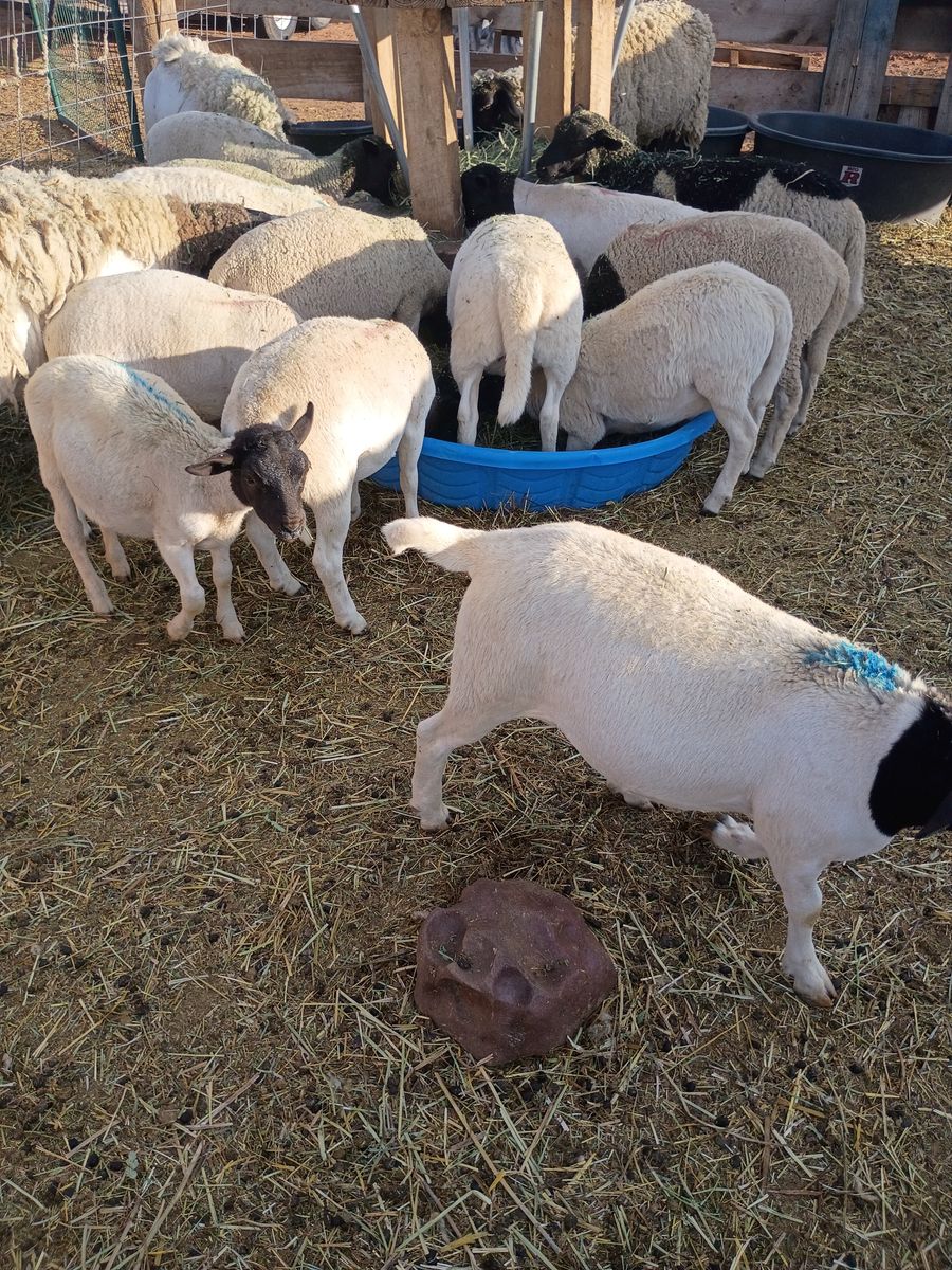Dorper lambs