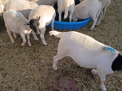 Dorper lambs