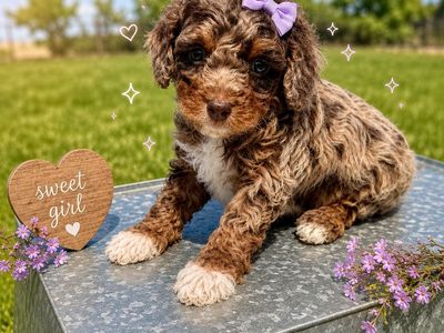 F1b tiny Cavapoos Chocolate Merle Phantom