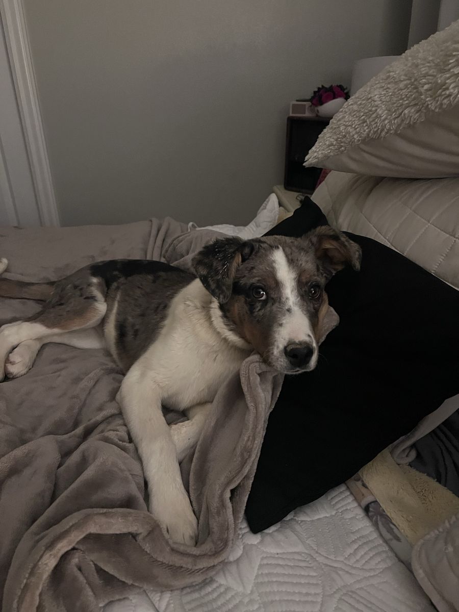 Free dog