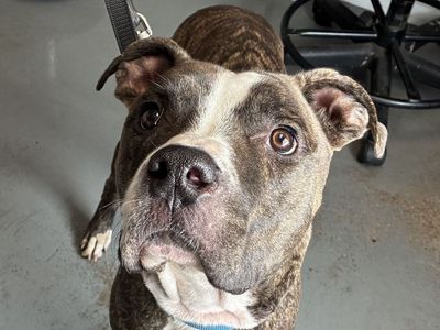 A160508 Dr J is Available for Adoption!