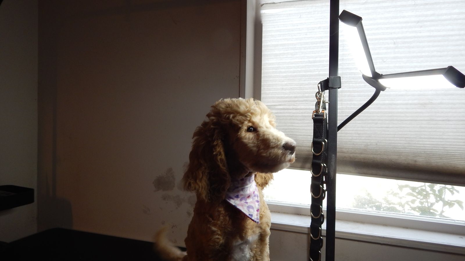Female Standard Poodle for sale