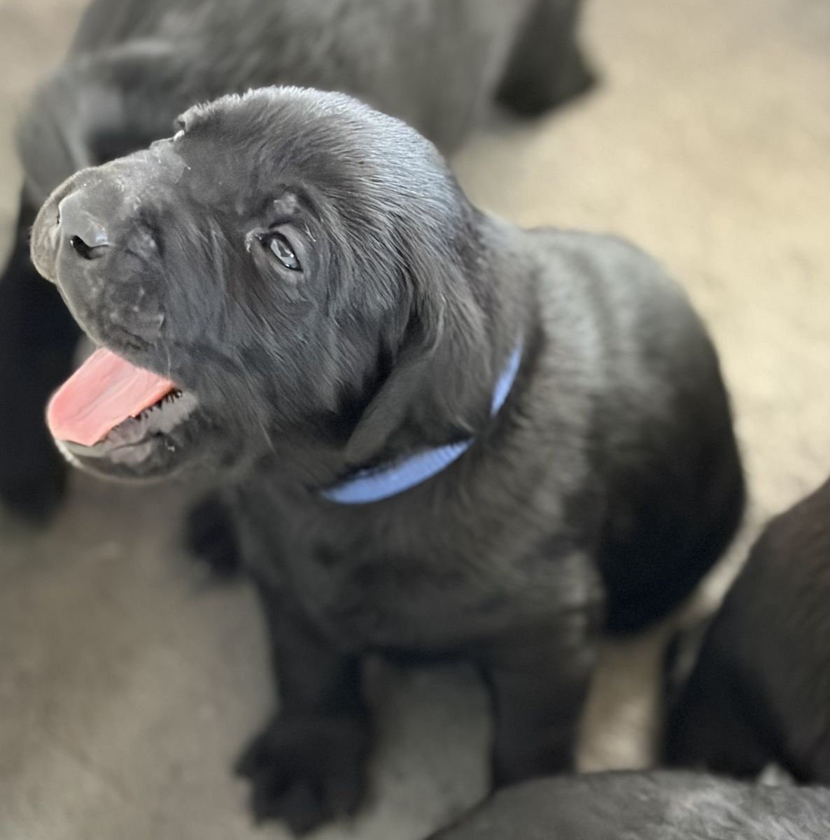 Labrador Puppies