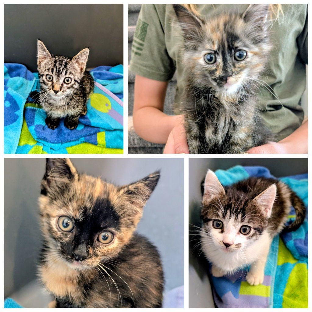 Kittens with VACCINES, cute tabby, orange tabby, Siamese, calico. Cute friendly kittens.
