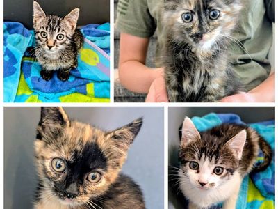 Kittens with VACCINES, cute tabby, orange tabby, Siamese, calico. Cute friendly kittens.