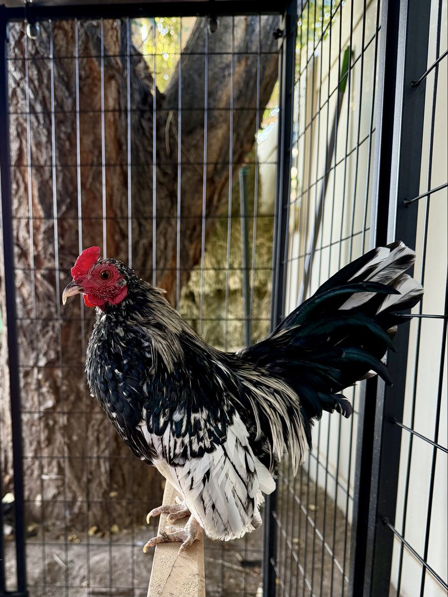 Kikiriki Cockerels - NPIP Certified Flock - End of Summer Sale