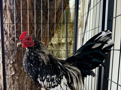 Kikiriki Cockerels - NPIP Certified Flock - End of Summer Sale