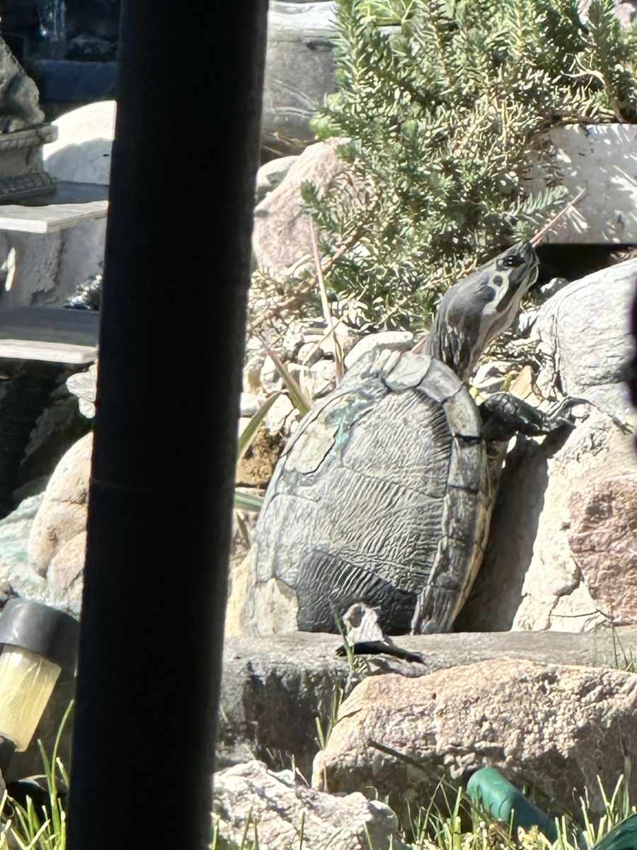 Turtles need a home