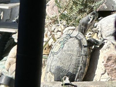Turtles need a home
