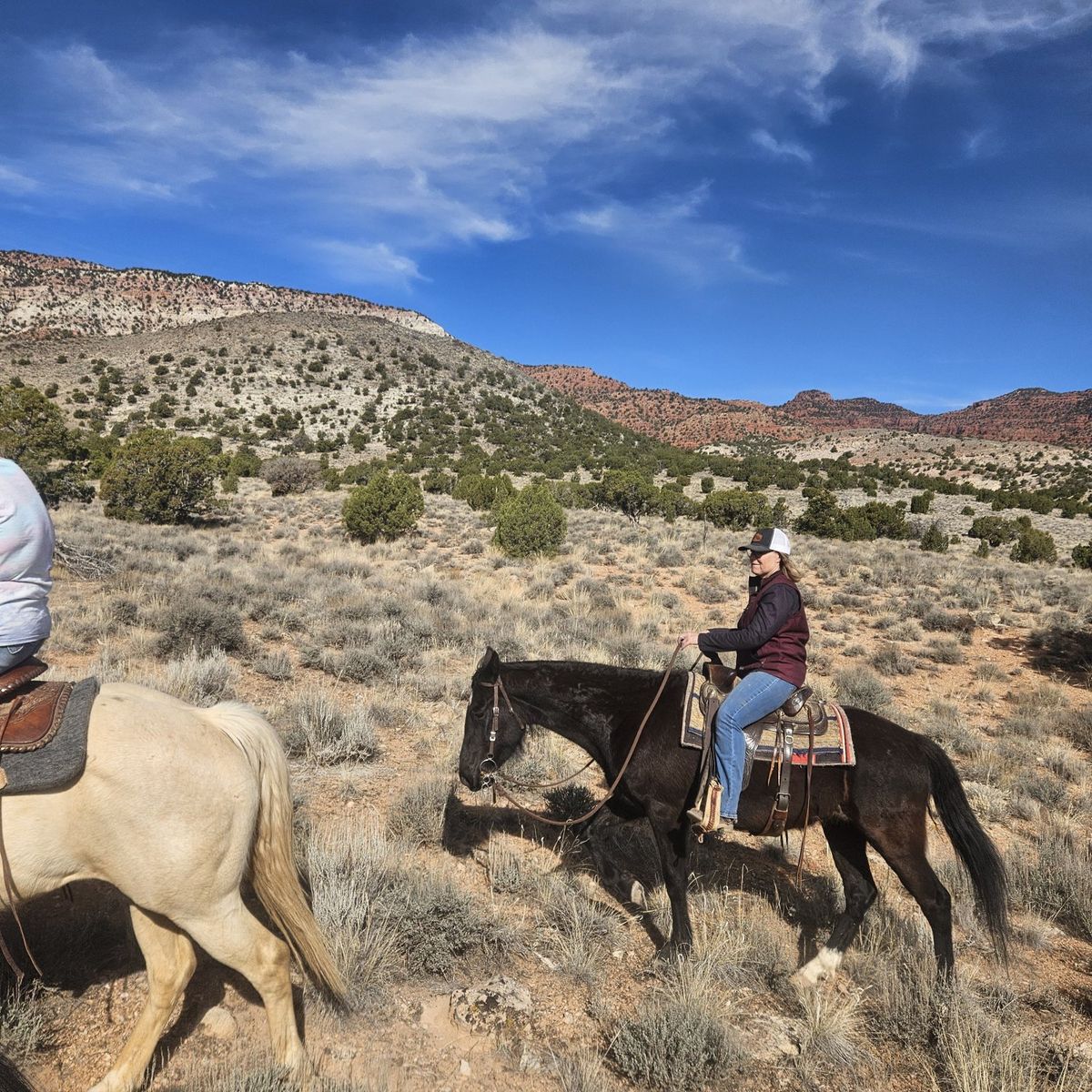 3 year old black grade gelding