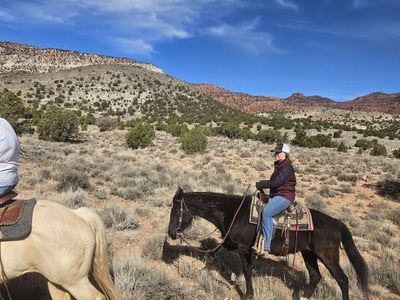 3 year old black grade gelding