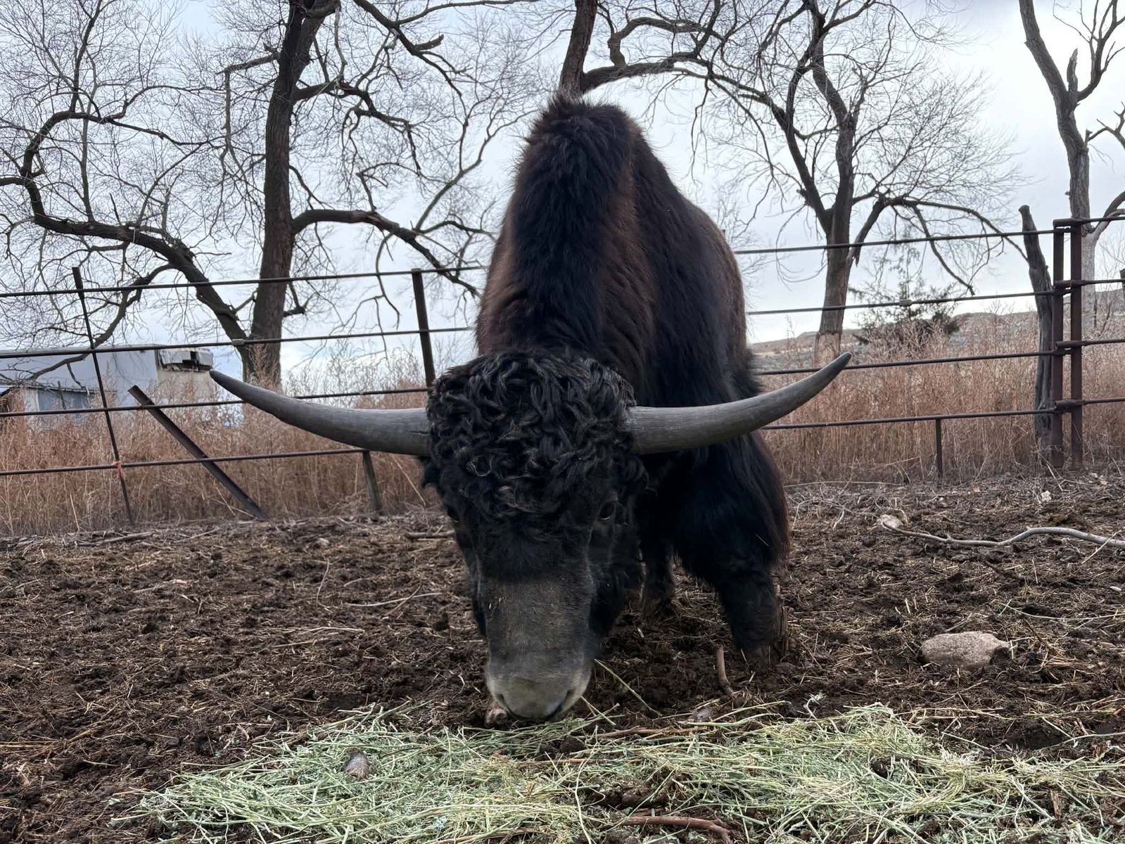 Yak Meat!