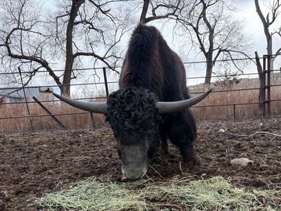 Yak Meat!
