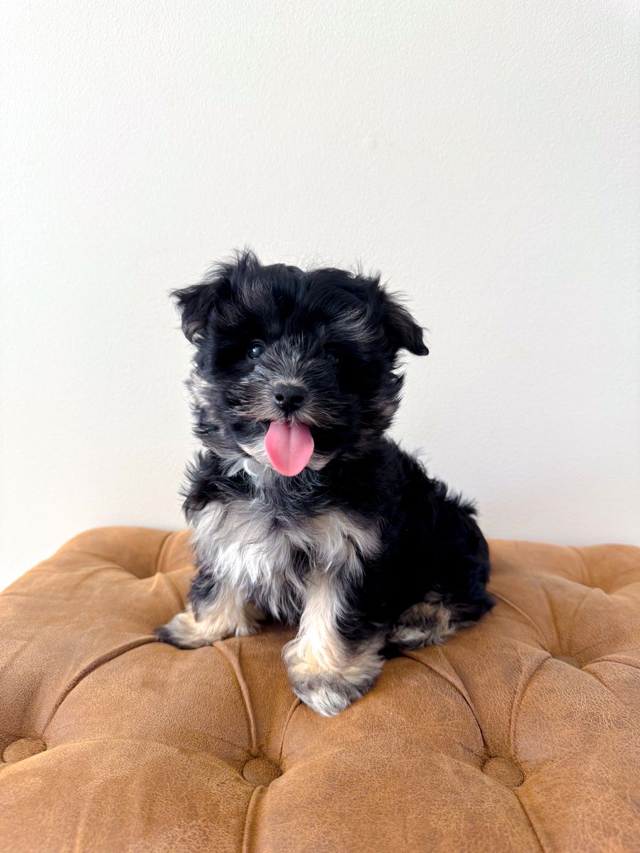 F Coton de Tulear like Schnauzer, Yorkie, Havanese