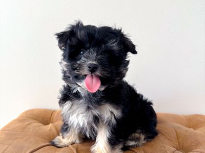 F Coton de Tulear like Schnauzer, Yorkie, Havanese