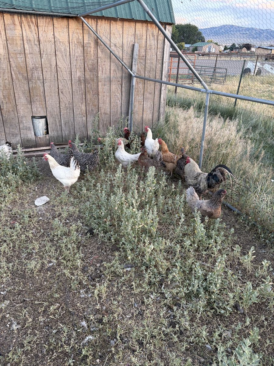 Laying hens and rooster mix
