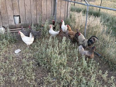 Laying hens and rooster mix