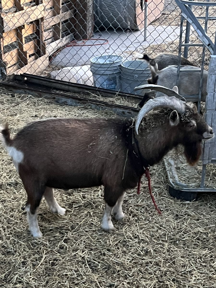 Nigerian Dwarf Billy