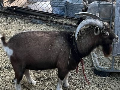Nigerian Dwarf Billy