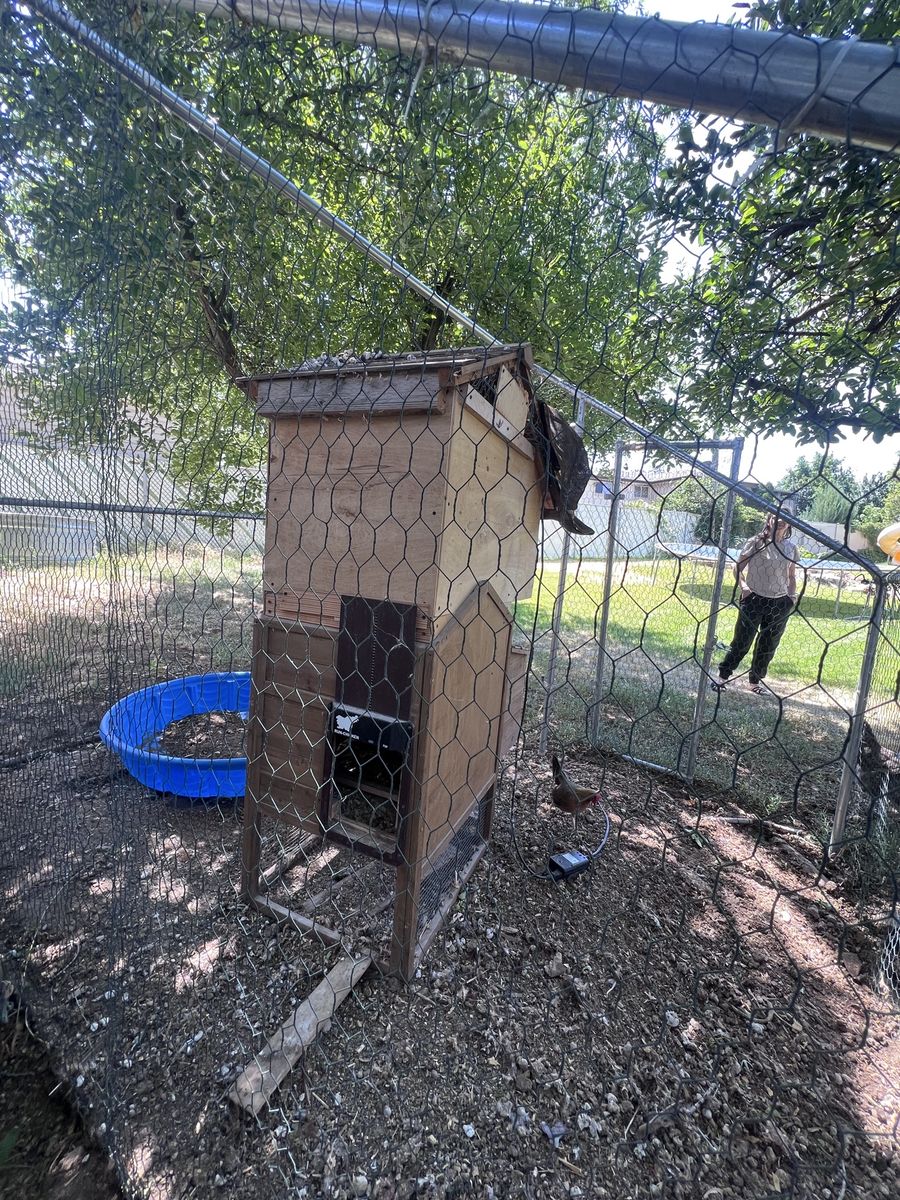 Chickens and Coop: Three chickens, Small Wooden Chicken Coop, Enclosed Run and Feeding/Watering supplies