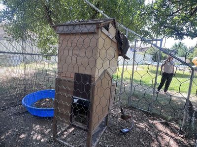 Chickens and Coop: Three chickens, Small Wooden Chicken Coop, Enclosed Run and Feeding/Watering supplies