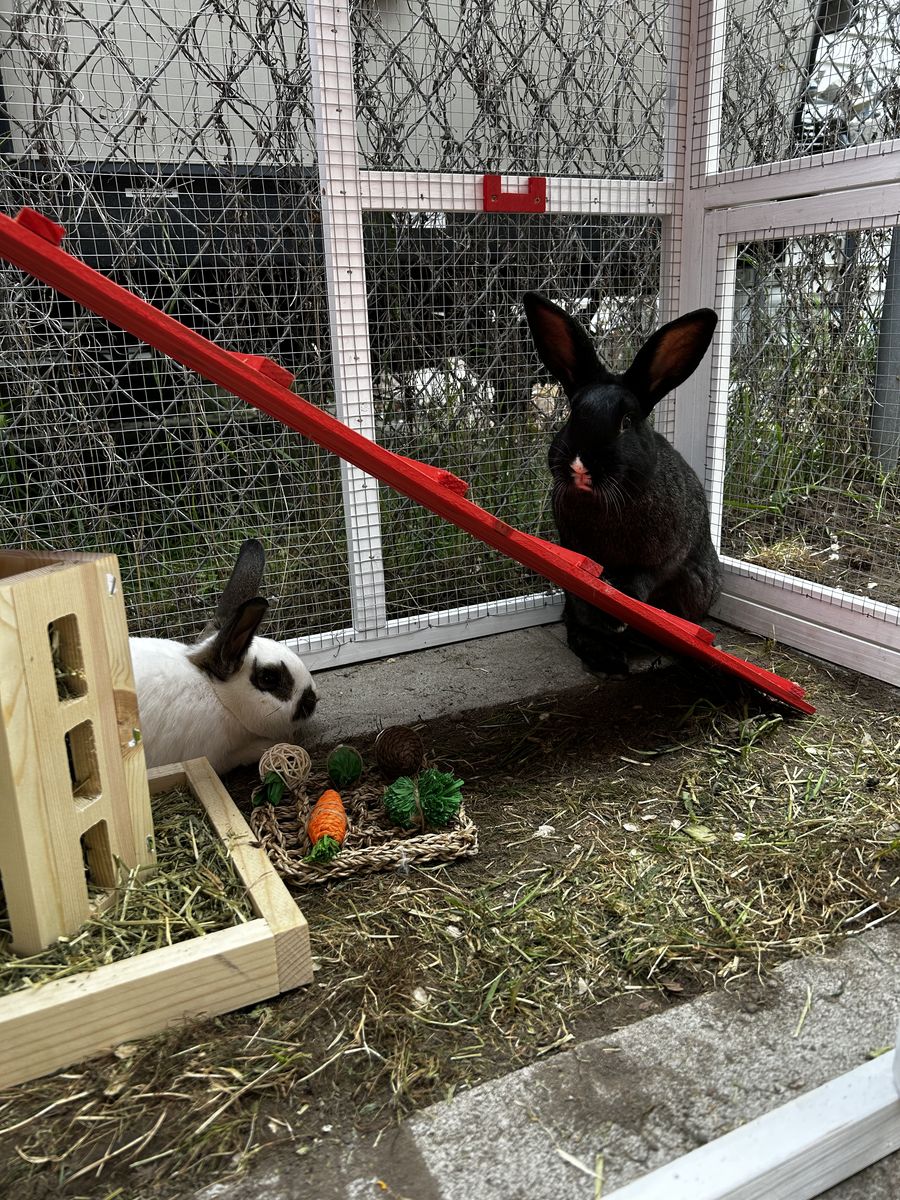 5 Month Old Bunny Rabbits - Flemish Giants